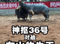 牛牛视频在线观看,畅享在线娱乐新体验