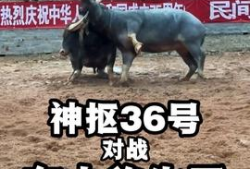 牛牛视频在线观看,畅享在线娱乐新体验
