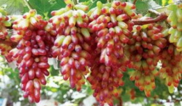 葡萄视频,探索短视频的魅力与未来趋势