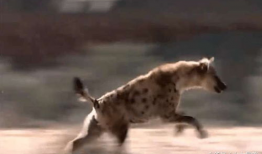 非洲小孩饥饿的视频