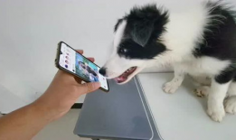 美女与狗交配视频,美女与狗的惊世交配之谜