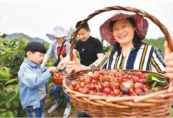 樱桃视频观看,带你领略精彩瞬间，感受生活魅力