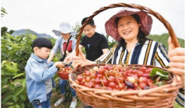 樱桃视频观看,带你领略精彩瞬间，感受生活魅力
