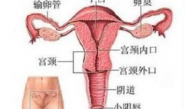 阴部视频,阴部视频揭秘