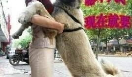 美女与狗交配视频,美女与狗的惊世交配之谜