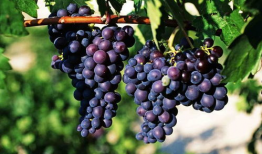 葡萄视频,探索短视频的魅力与未来趋势